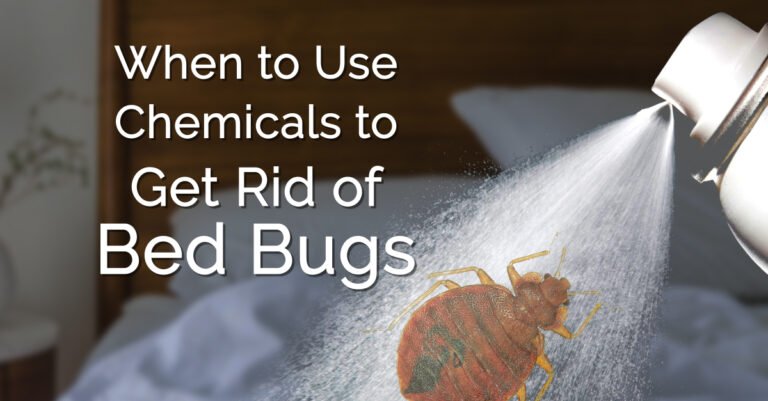 How Much to Get Rid of Bed Bugs in the UK